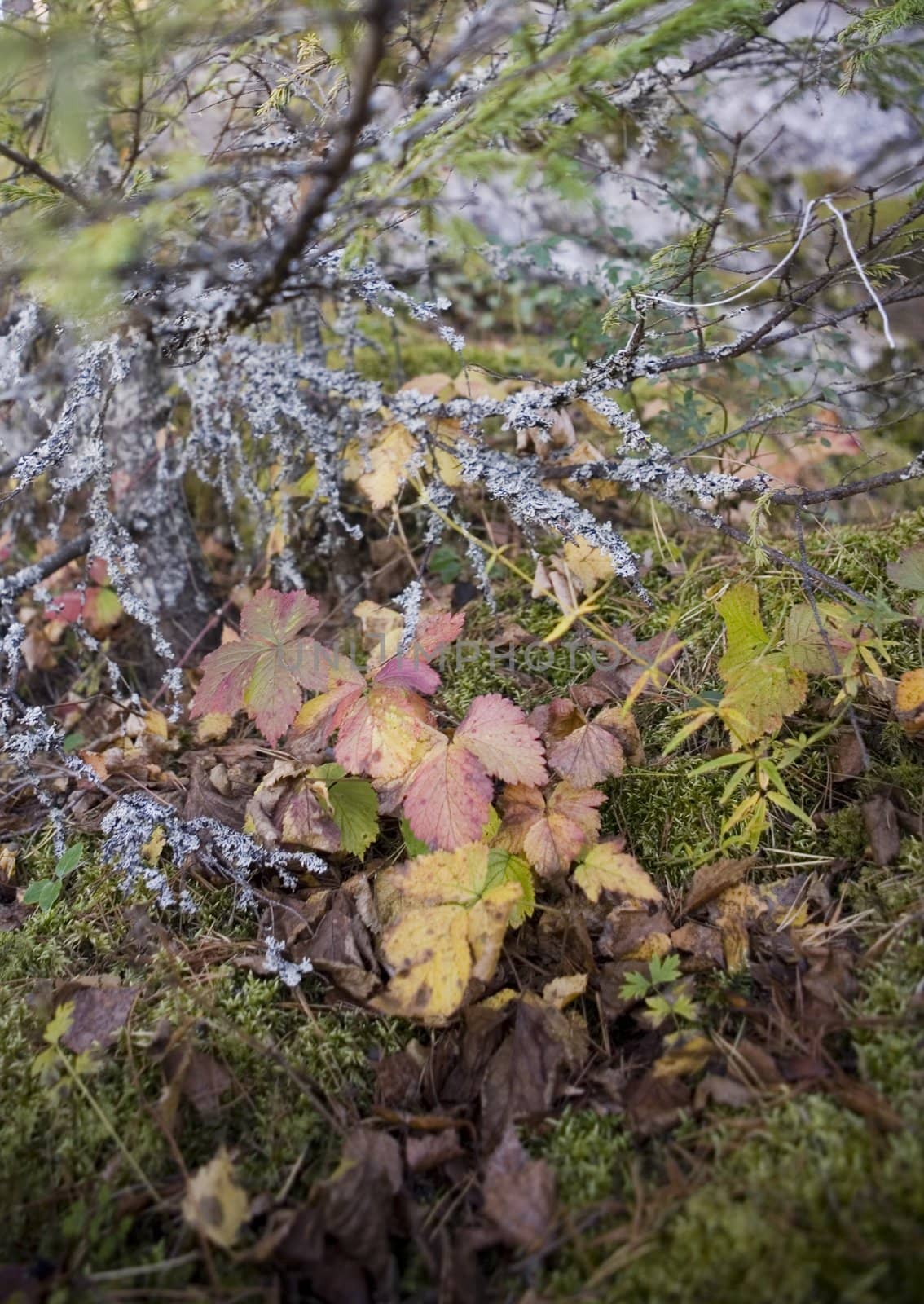 Collection of autumn leaves in tree nurseries