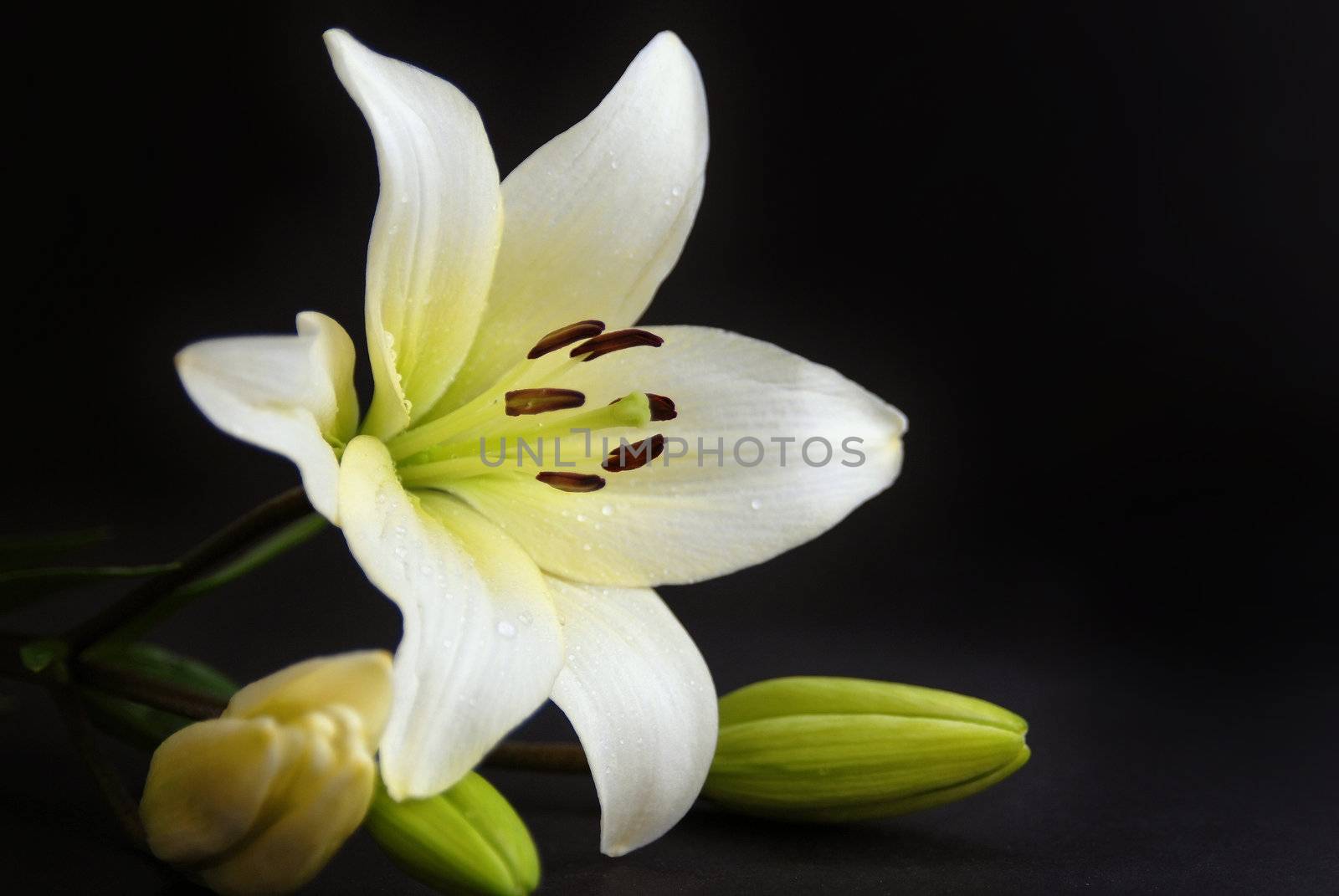 Beautiful White Flower with black background.