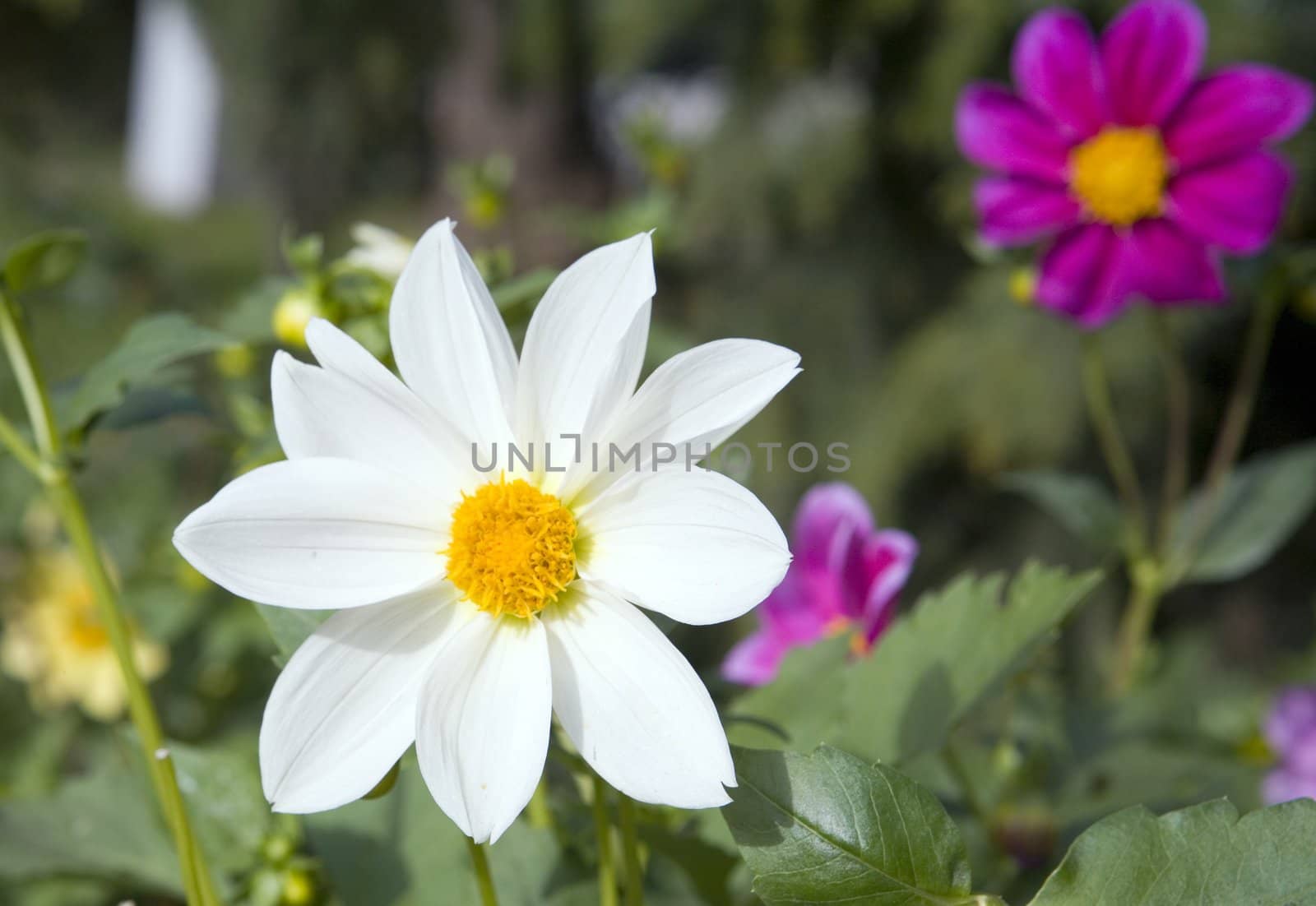 Collection of flowers in autumn tree nurseries