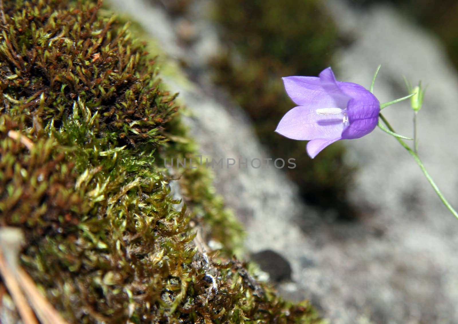 Floret a handbell growing on edge of a falls