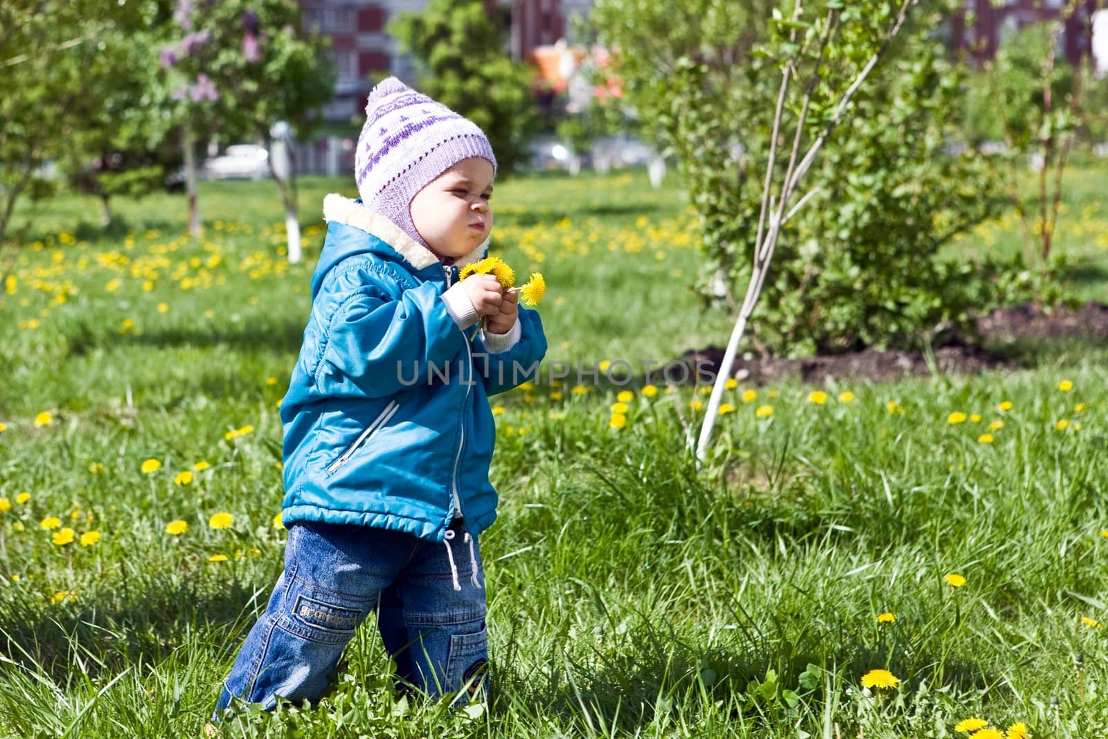 Gathering of dandelions on a glade 4 by DimasEKB