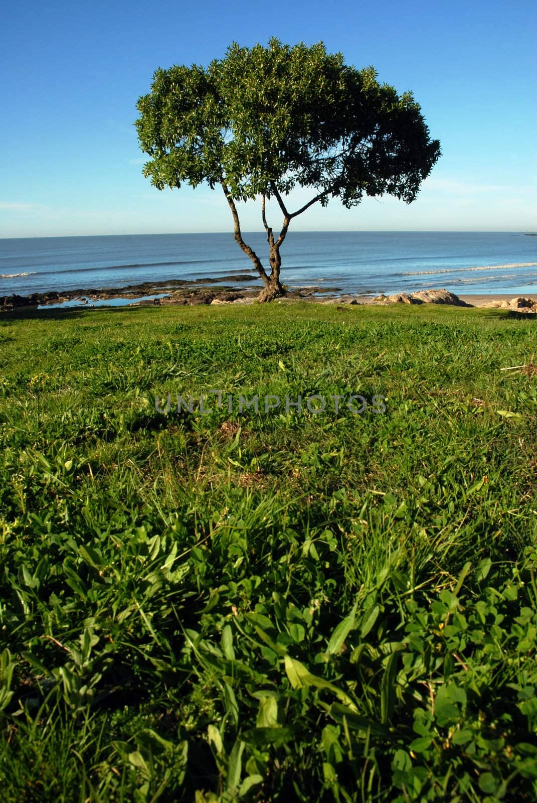 Single tree, green grass and the sea on a blue sky background
