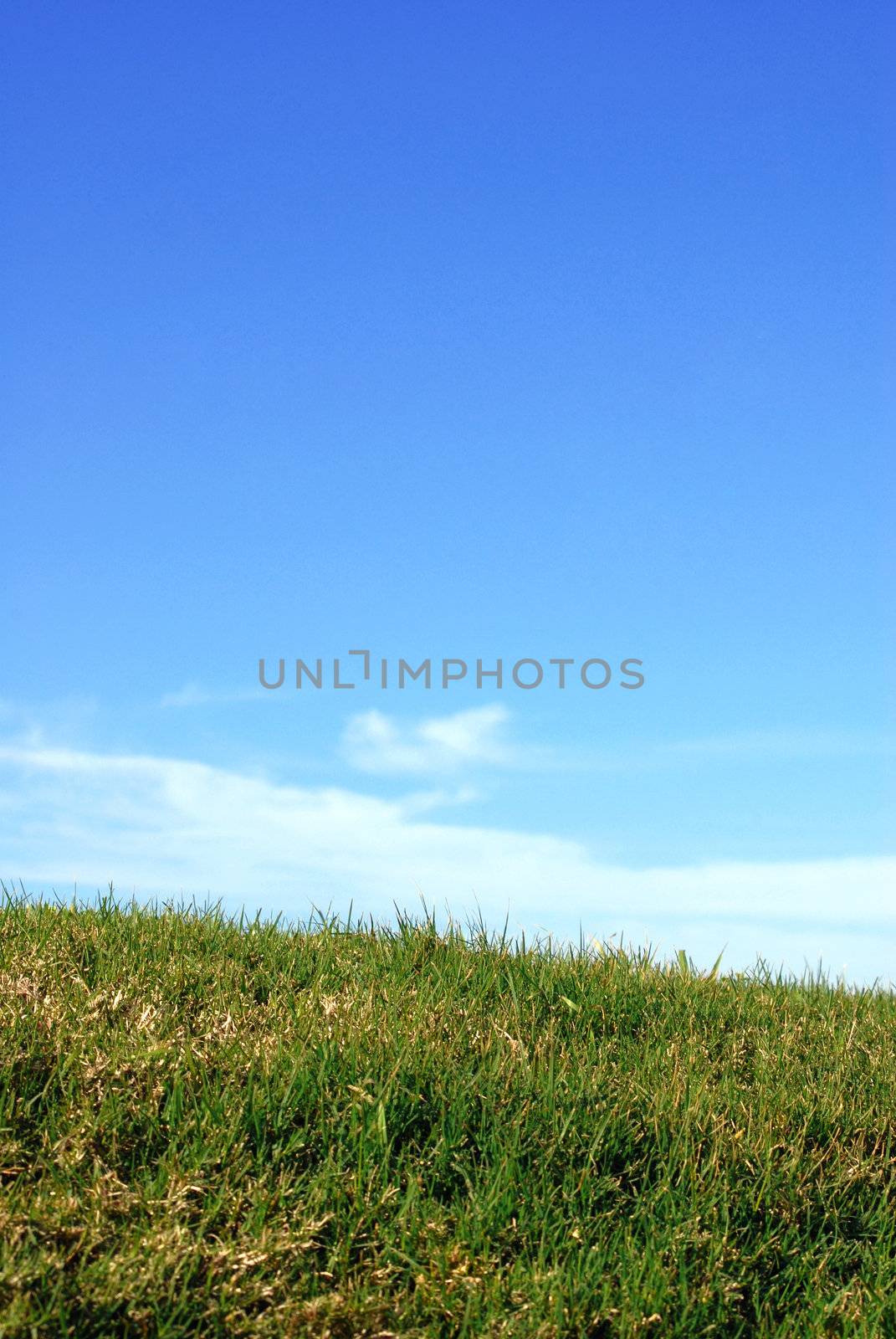 Green grass, blue sky and white clouds. Vertical image.