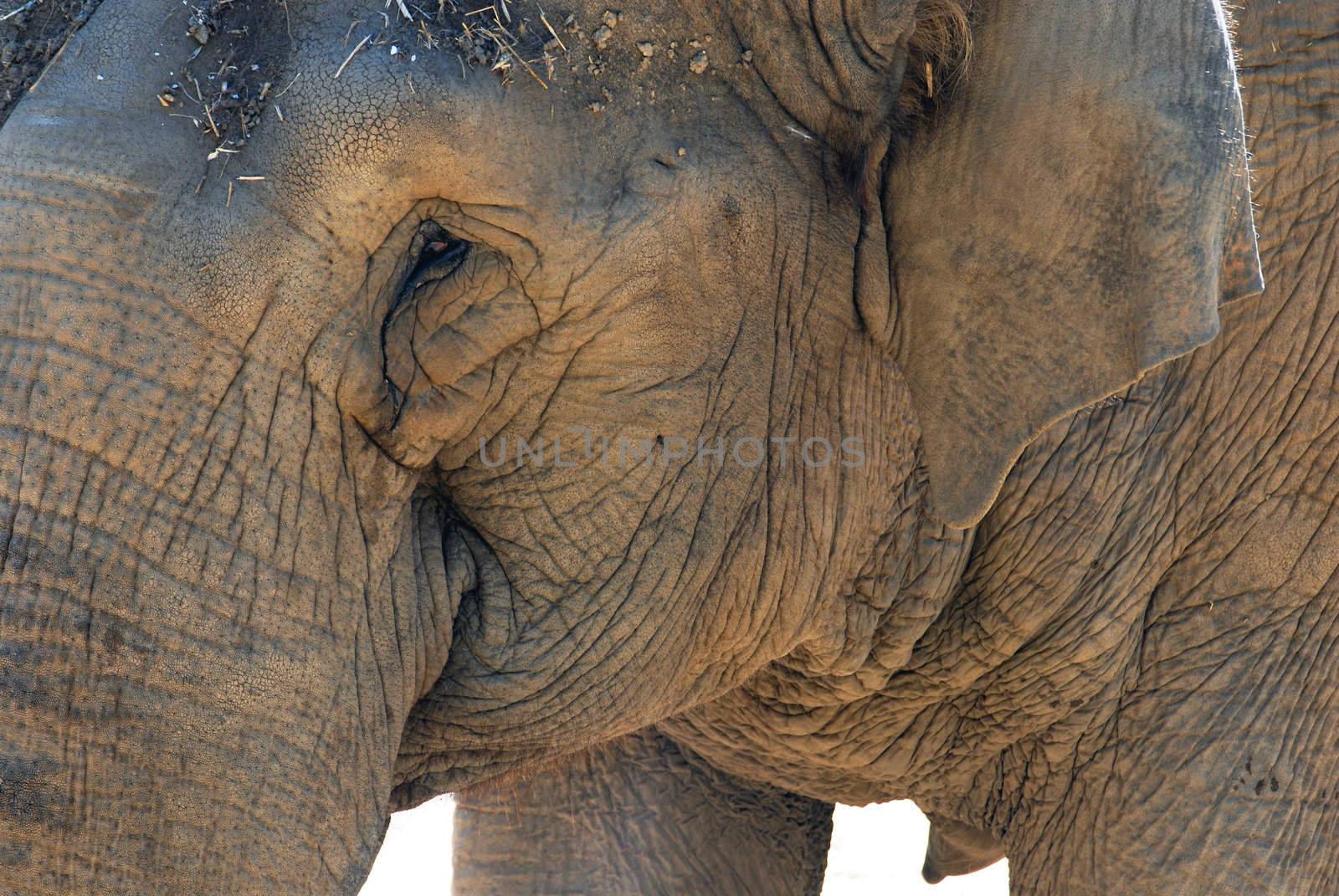 Elephant close up. Portrait of its face. Wrinkled skin texture. White background
