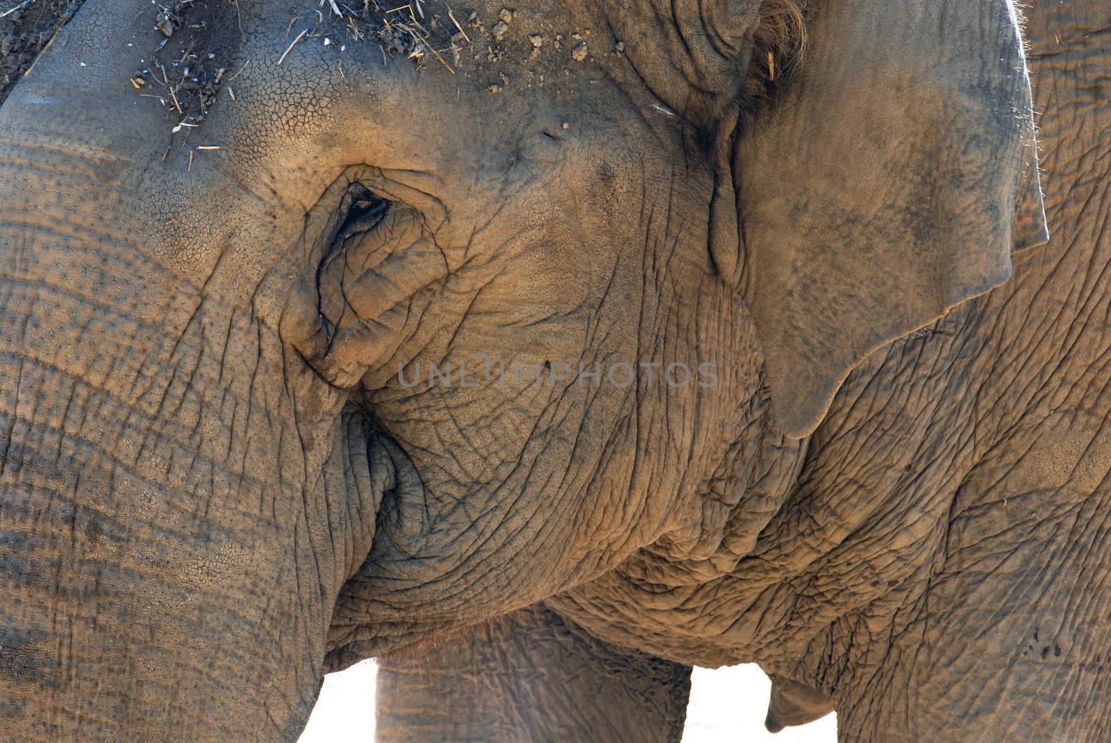 Elephant portrait by cienpies