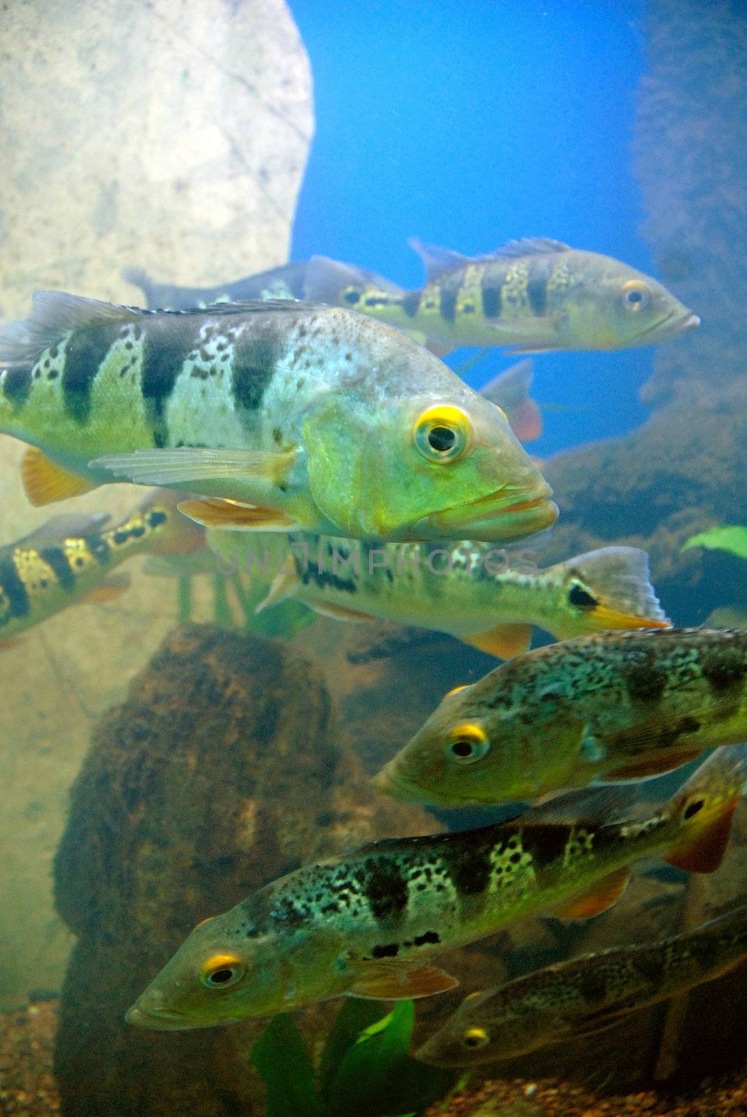 Underwater tropical fishes in a coral reef. Blue ocean background 