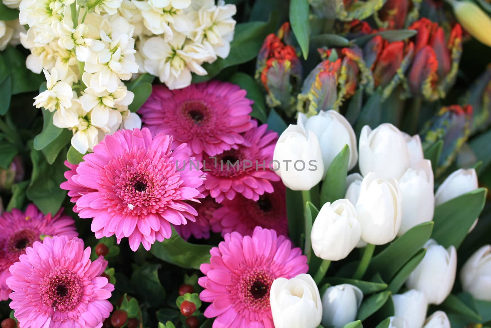 Pink gerberas and white tulips in a flower parade arrangement