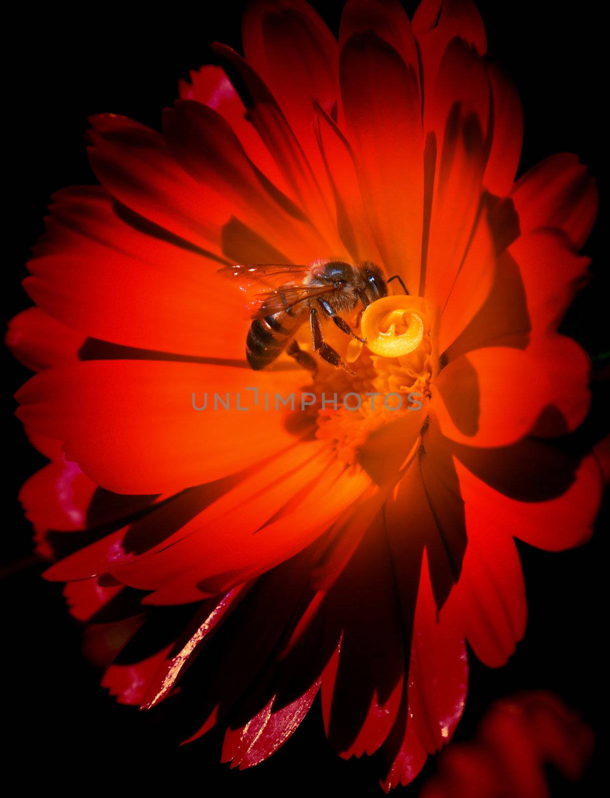 Bee on red flower by cienpies