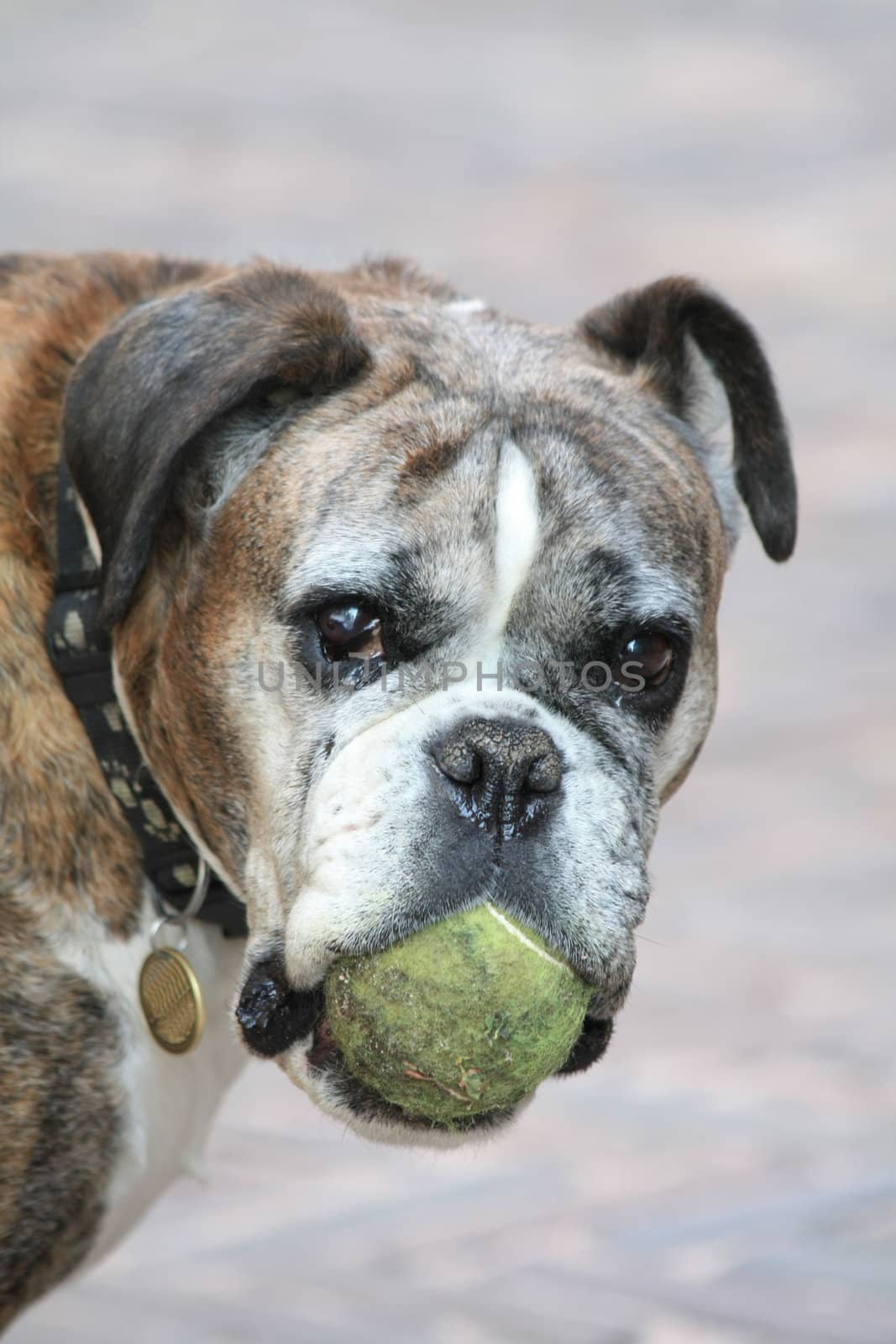 A senior boxer retrieving his tennisbal, willing to play