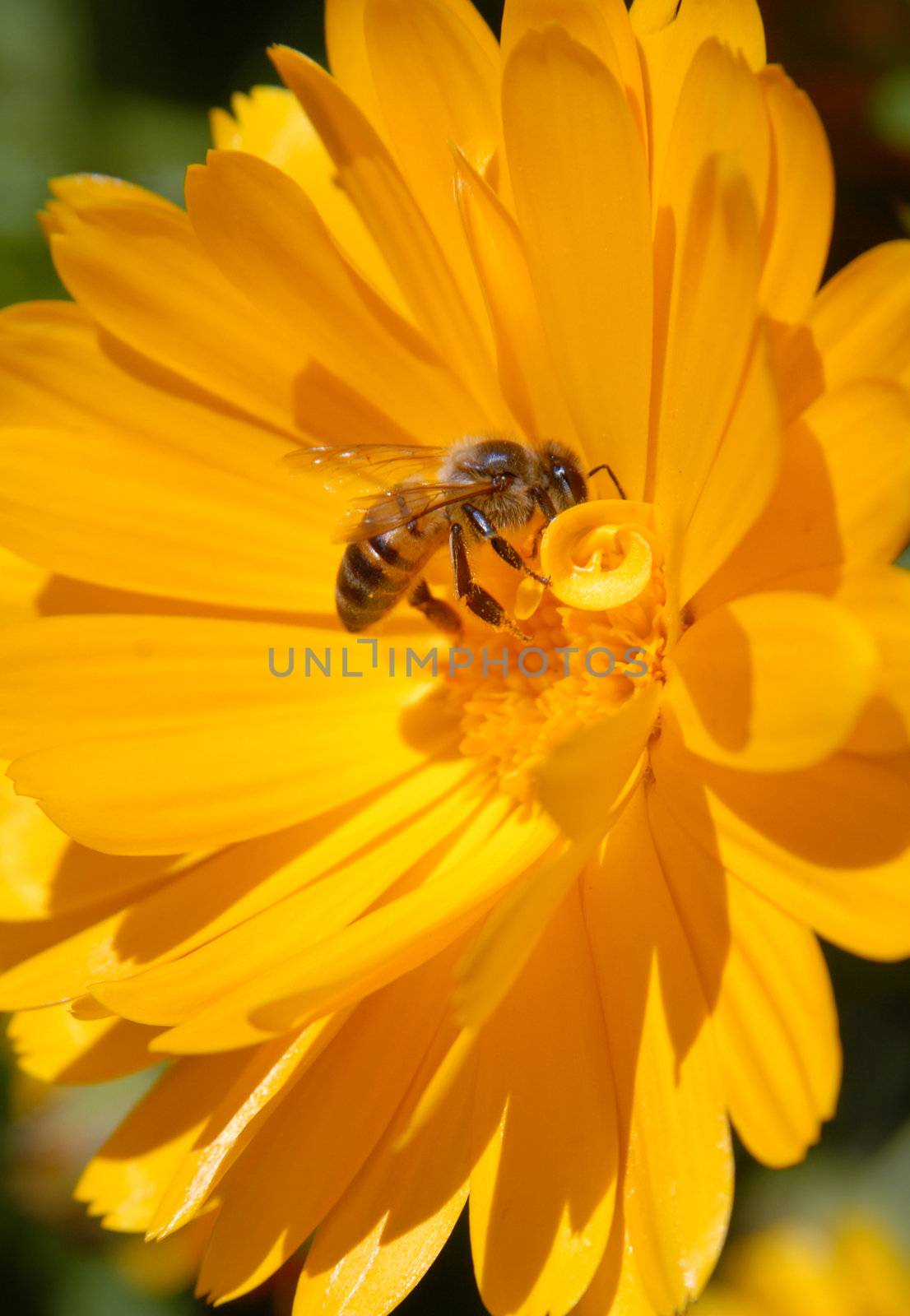 Bee on yellow flower. Close-up shot. 