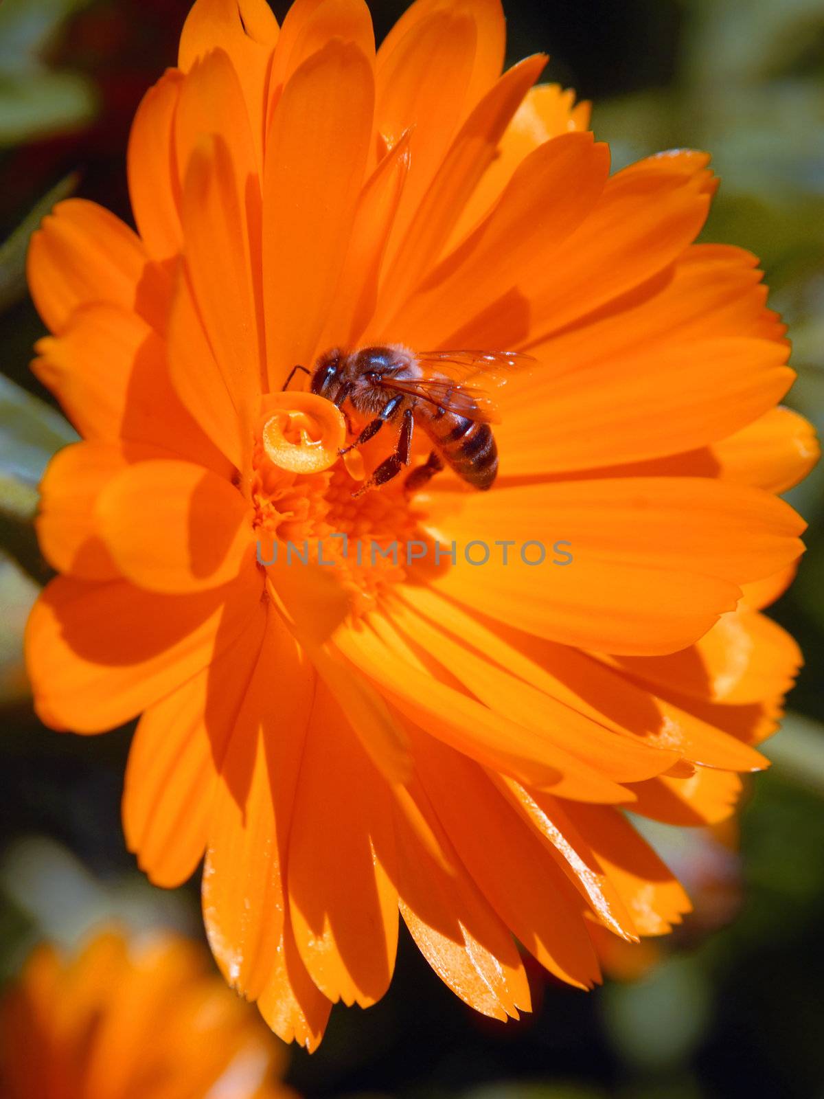 Bee on orange flower. Close-up shot. 