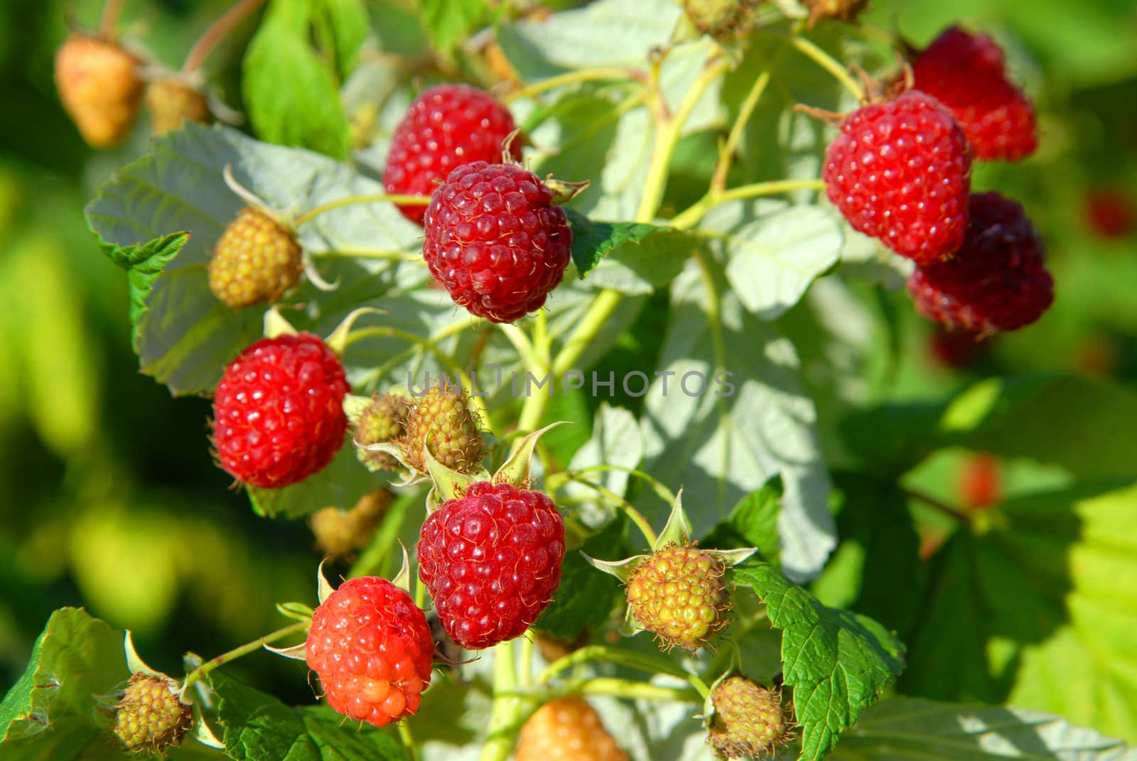 A bush with sweet raspberry fruits