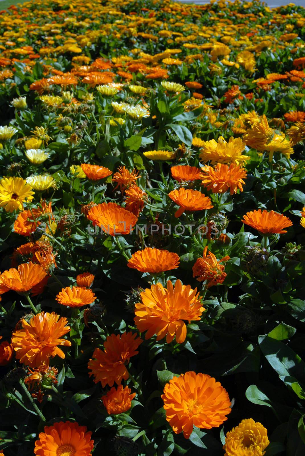 Yellow and Orange Flower Meadow. Beautiful Nature Background. Vertical picture