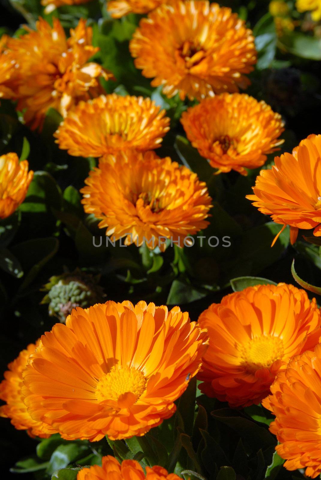 Orange Flowers Field. Close-up shot. Nature background