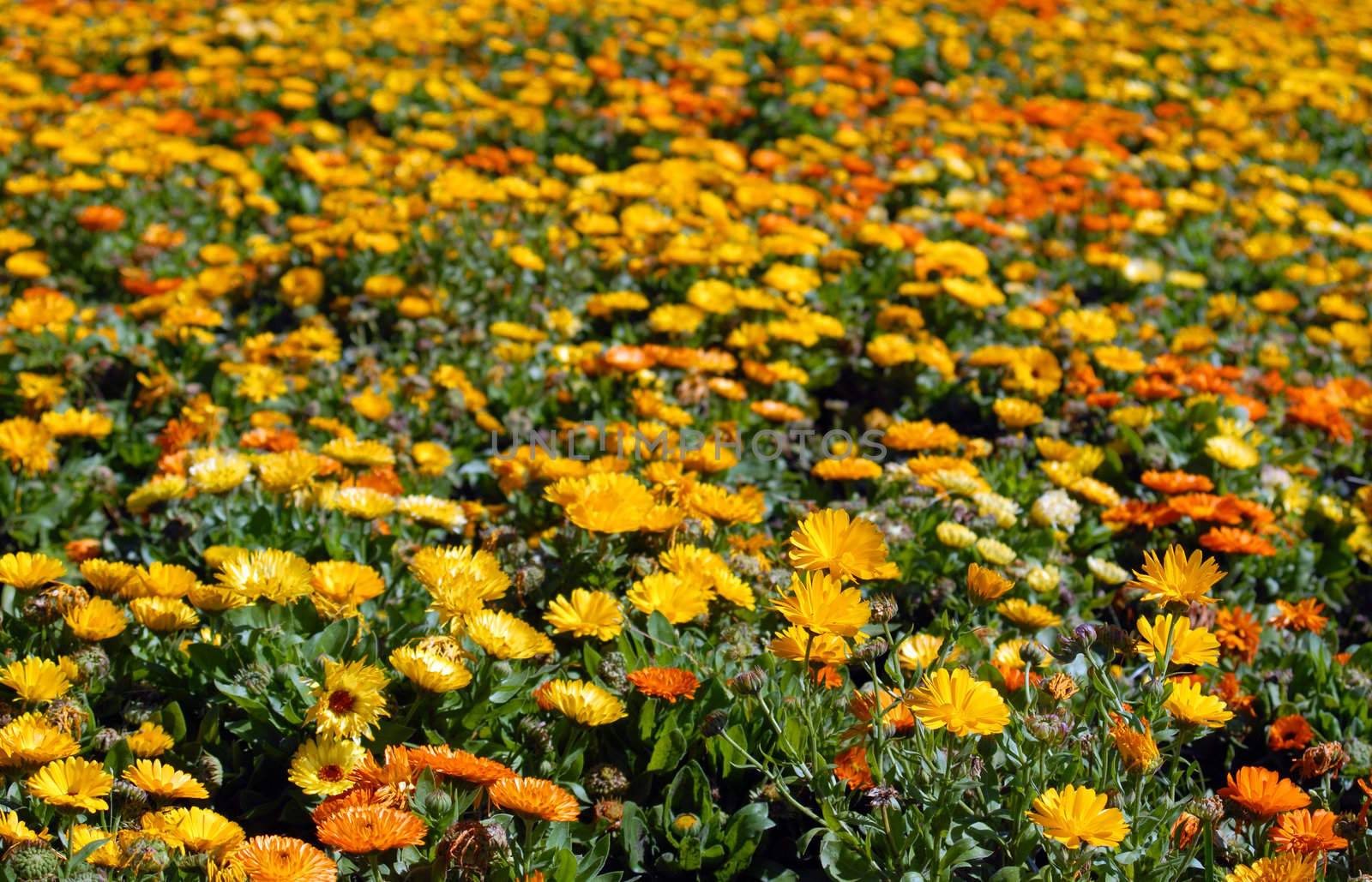 Yellow and Orange Flower Field. Beautiful Nature Background