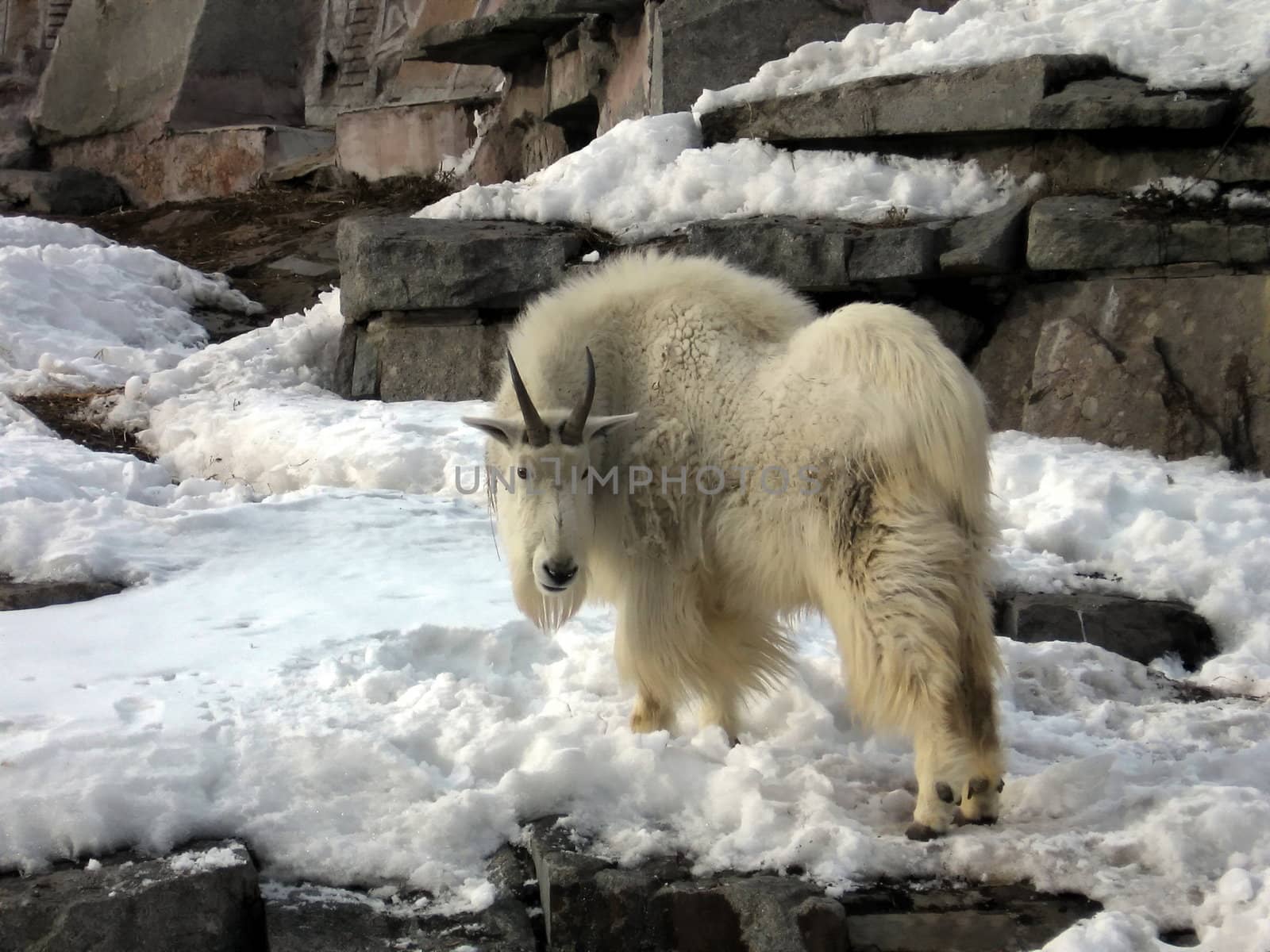 Snow goat by tomatto