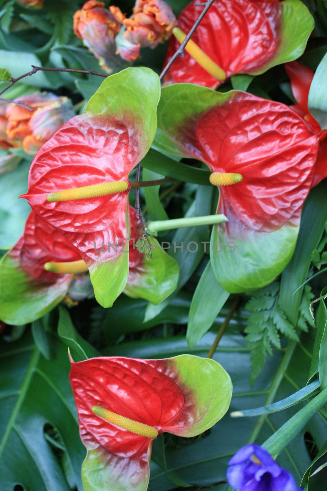 Flower arrangement, made from red anthuriums and green leaves