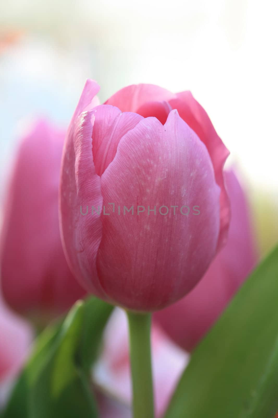 single pink tulip in close up by studioportosabbia