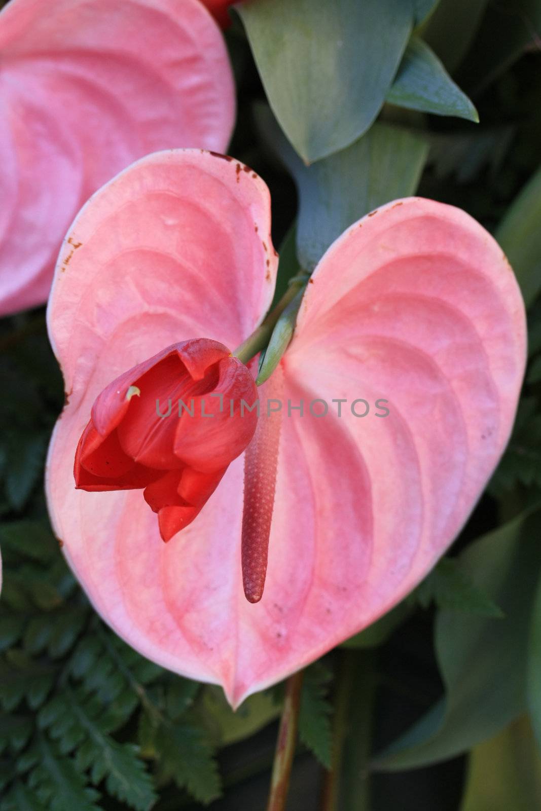 A pink, heartshaped anthurium and a red tulip