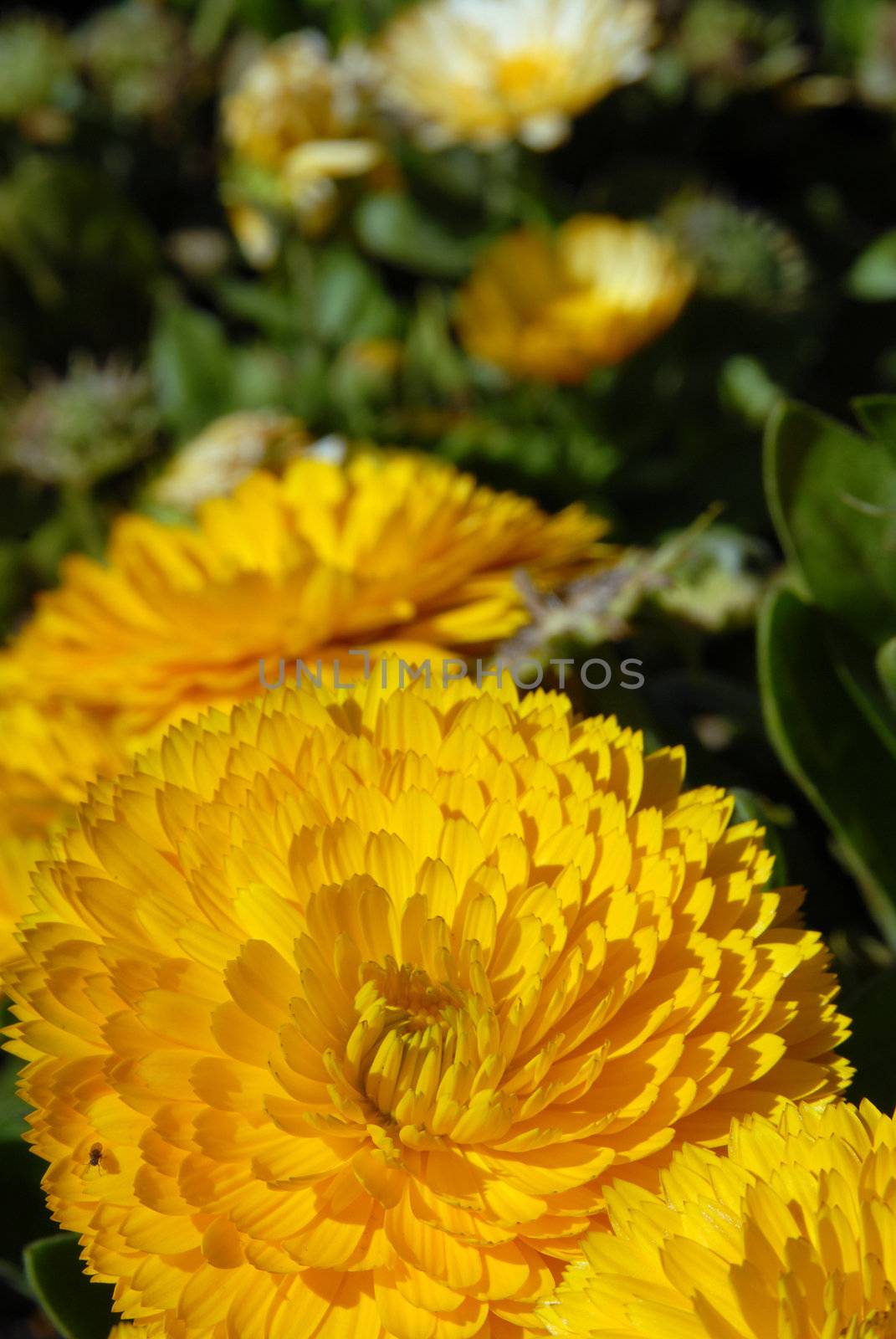 Yellow flower. Close-up shot