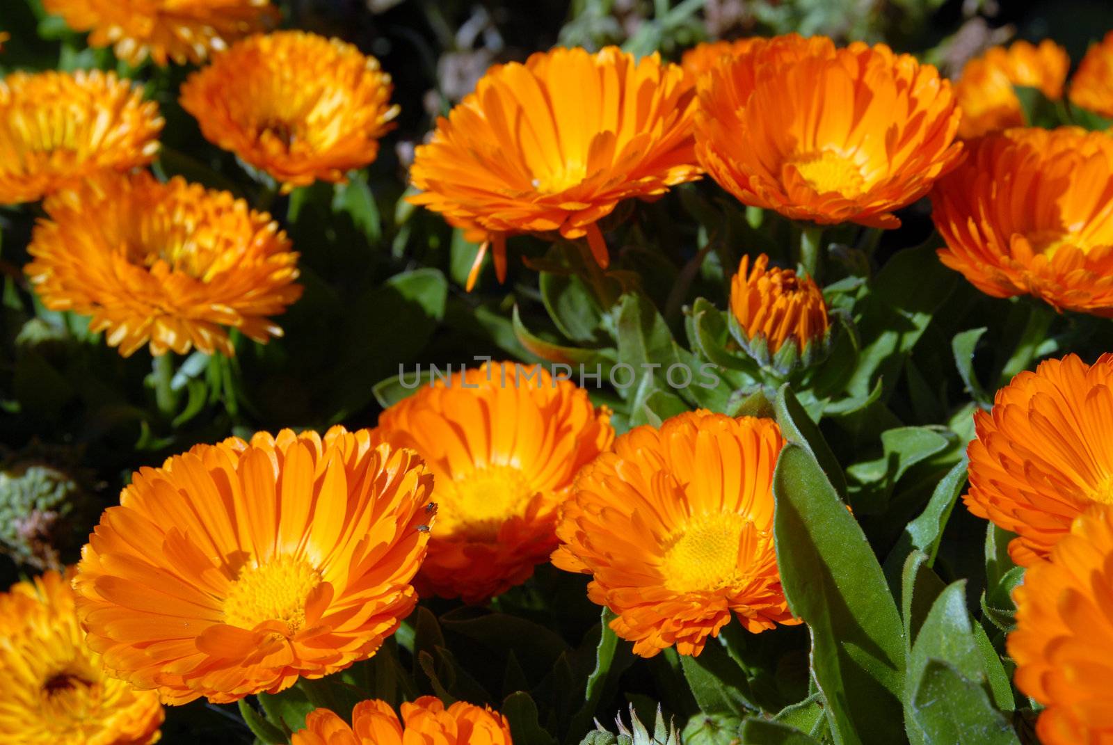 Bloomed field of orange flowers. Close-up shot. Nature background