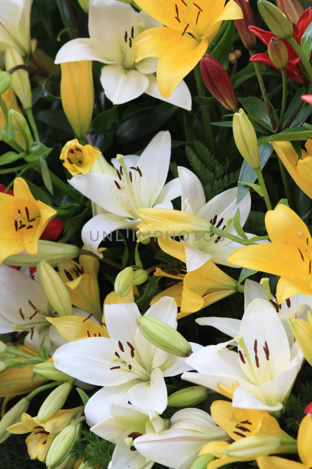 yellow and white lilies by studioportosabbia