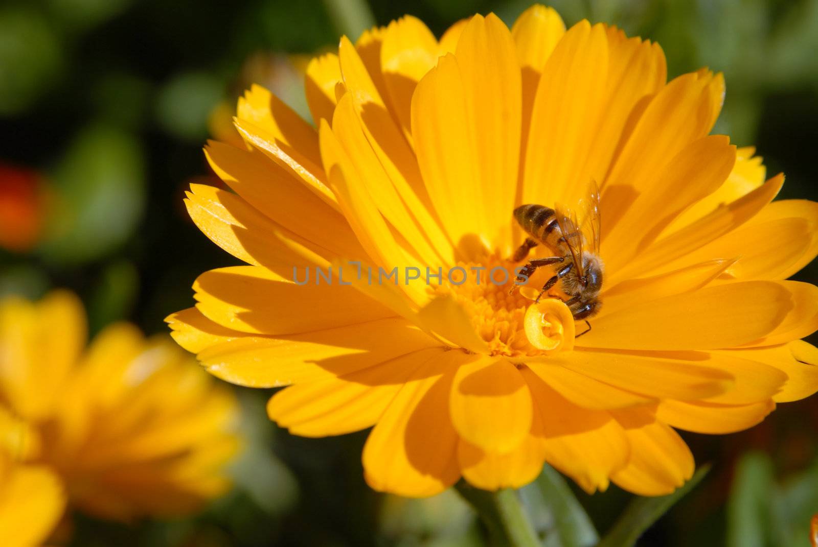 Bee on a orange flower. Close-up shot. 