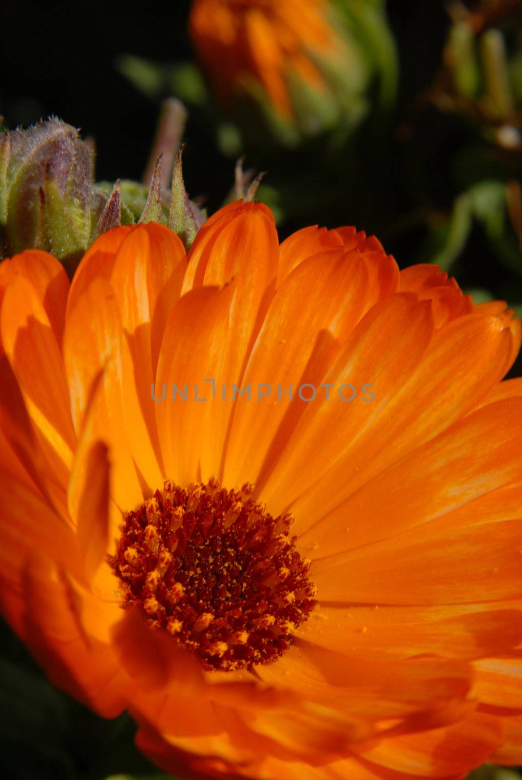 Orange flower. Macro shot. Vertical picture