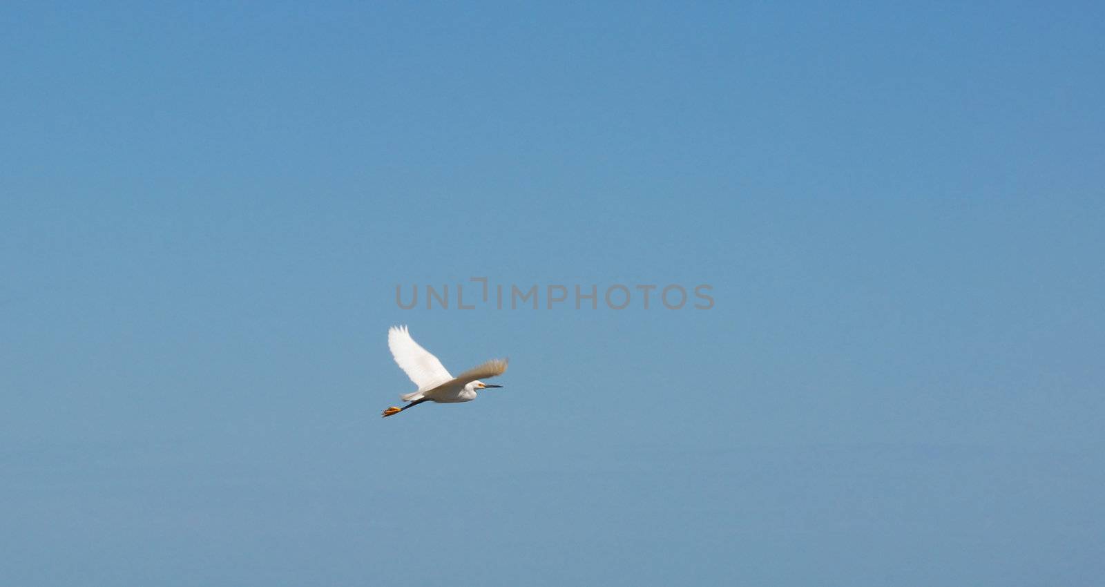 Sea Gull Flying on Blue Sky Background