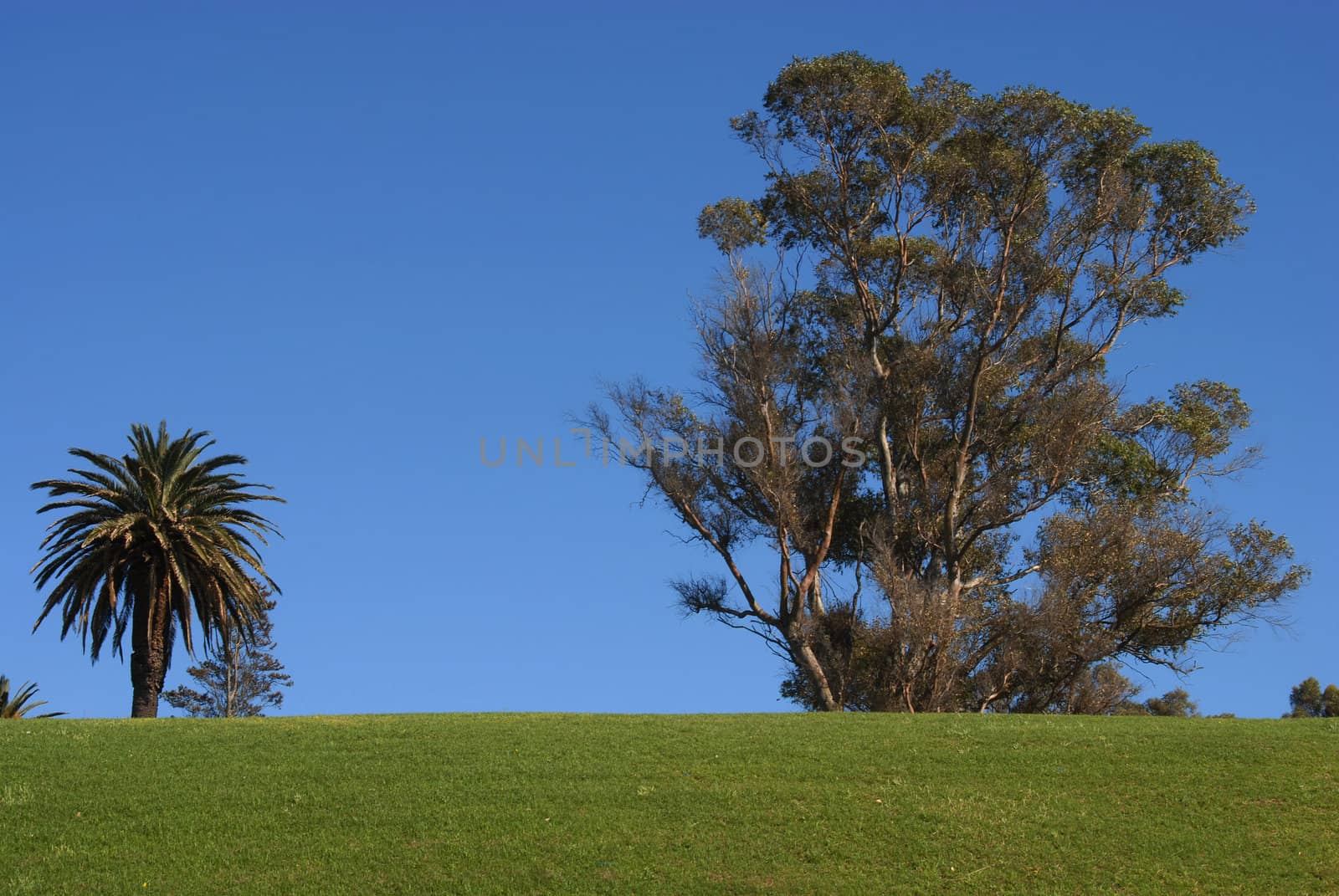 Trees and green grass on a blue sky background