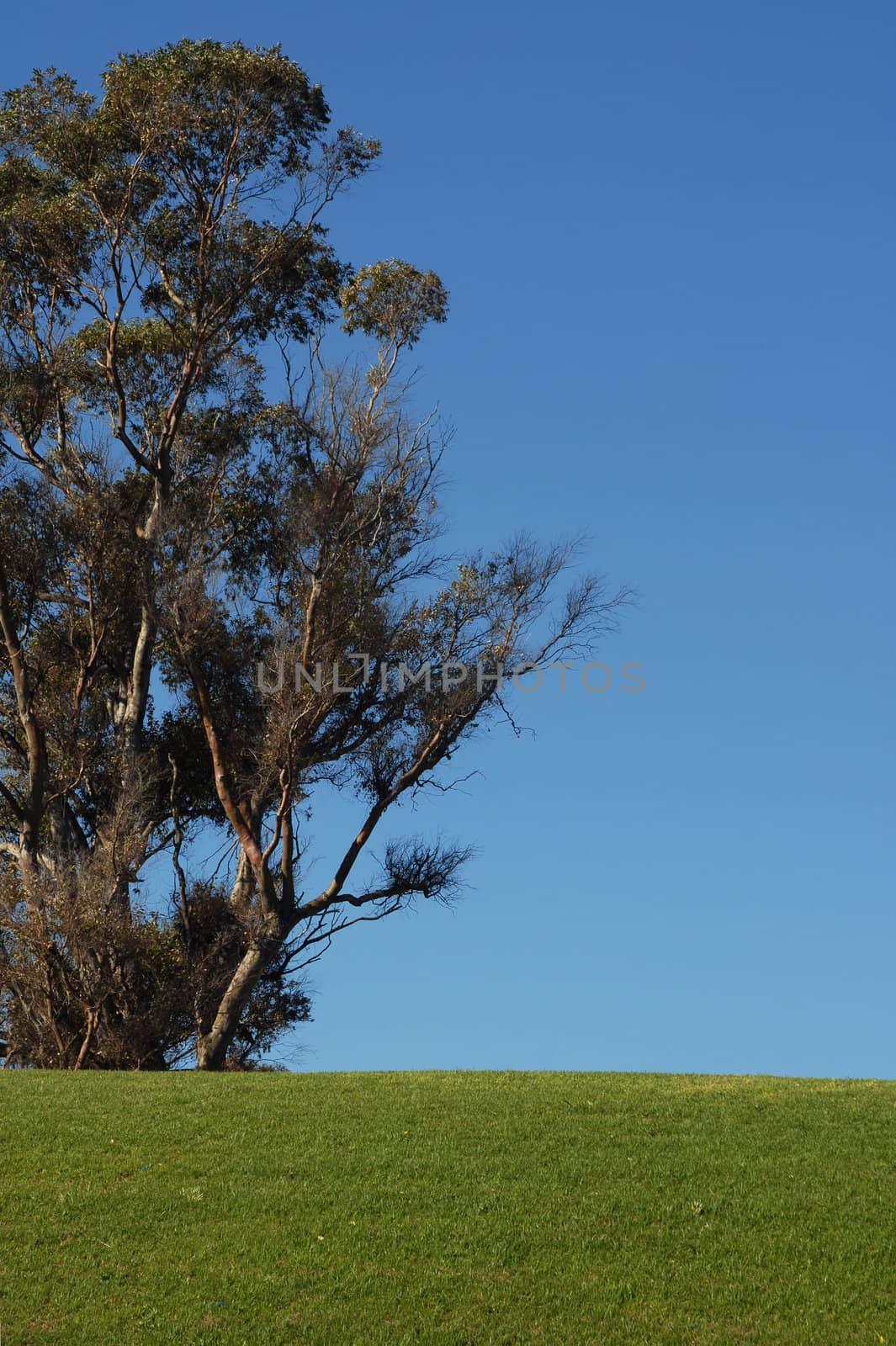 Single tree and green grass on blue sky background