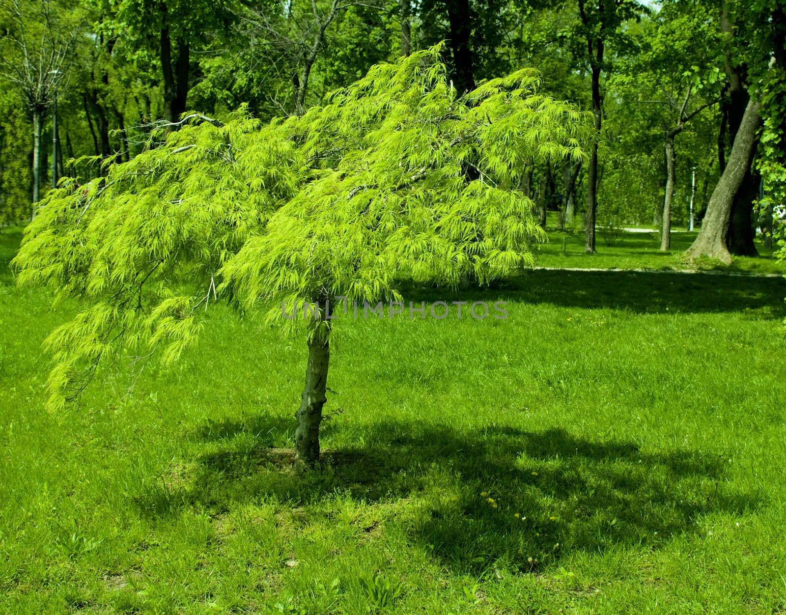 amazingly vibrant green small tree in a park