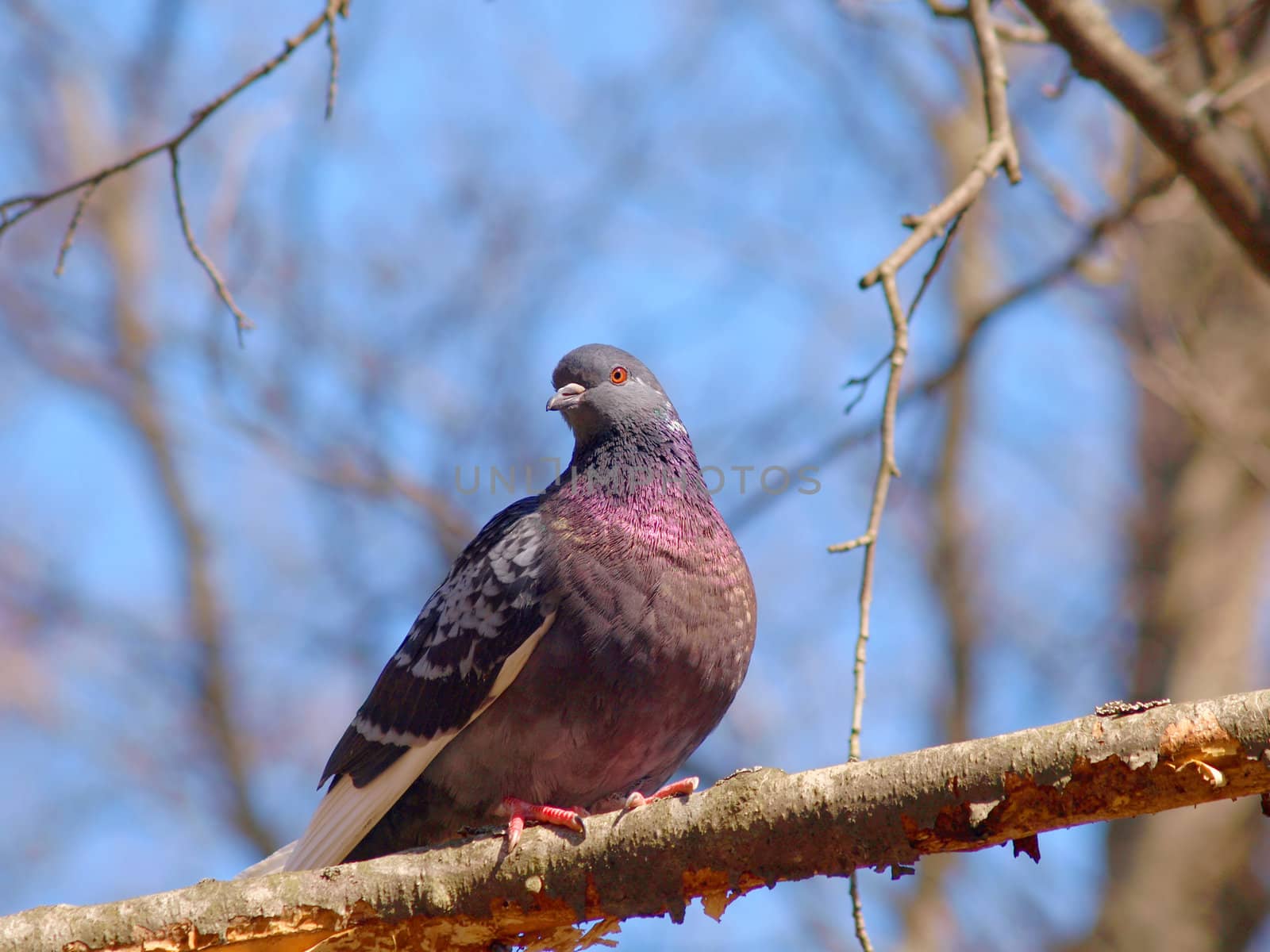 Colorful pigeon in a tree watching out in the forest