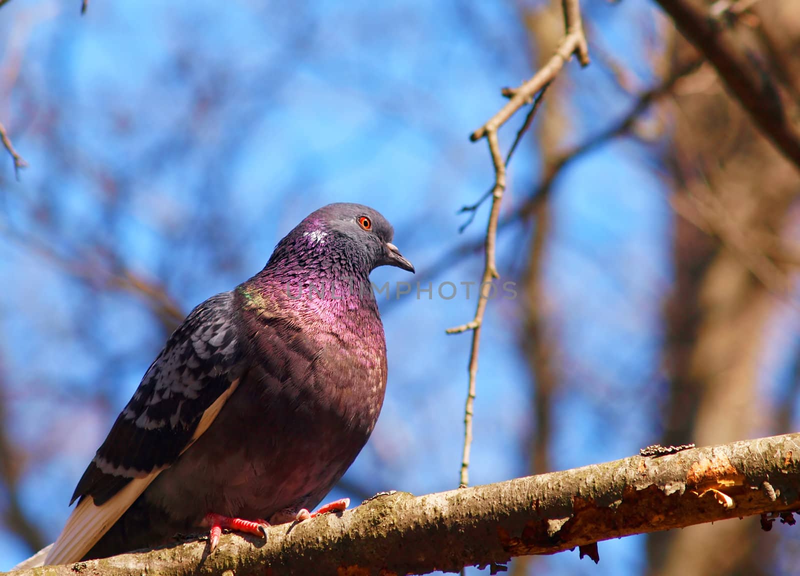 Colorful pigeon in a tree watching out in the forest