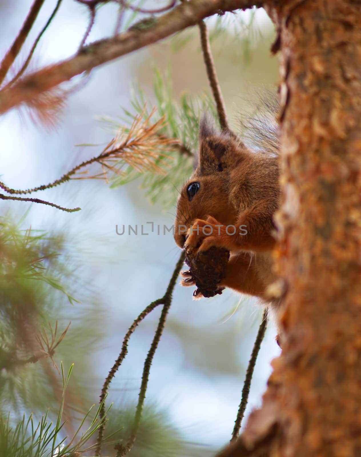 Squirrel on a tree stem, enjoying some nuts