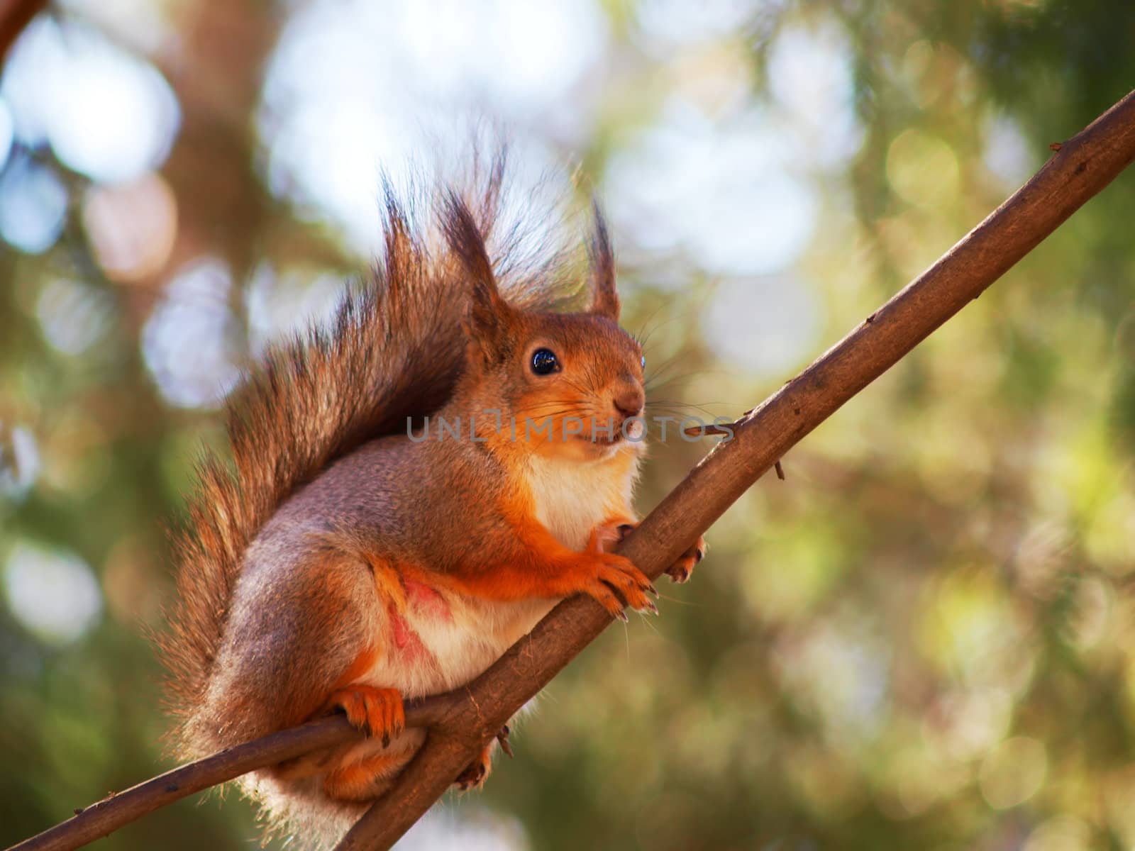 Squirrel on a tree stem, watching out for predators