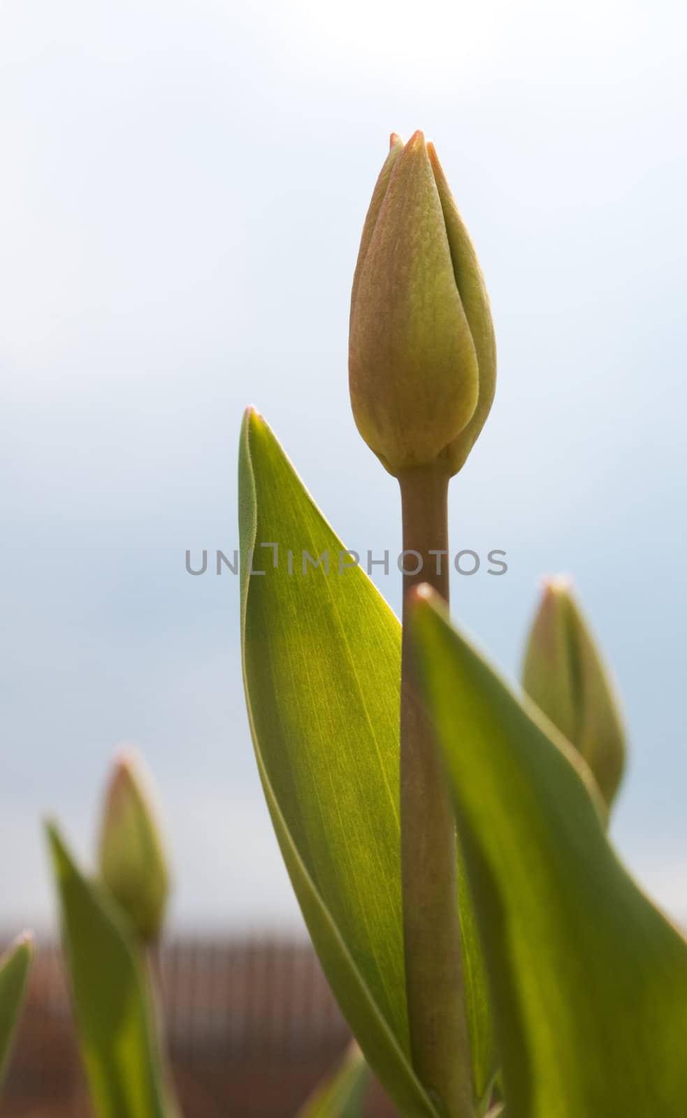 Buds of Tulips stretch to the Sun, to the Warmth, to the Light