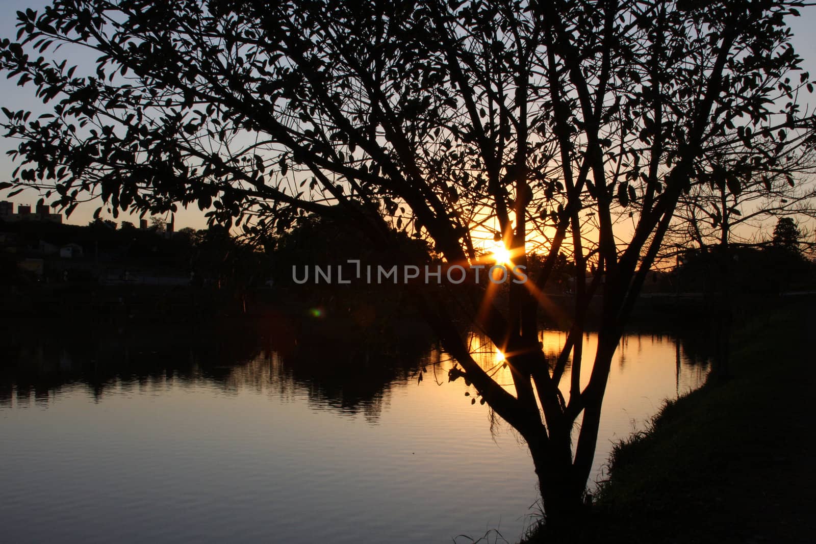 Sunset behind the tree