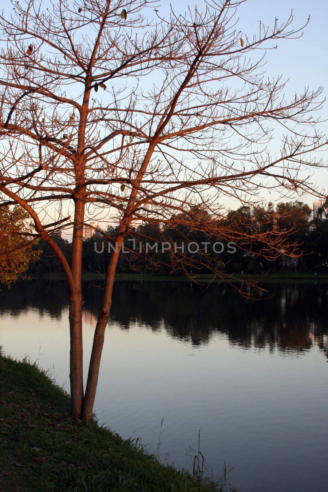 Tree in front of lake - sunset