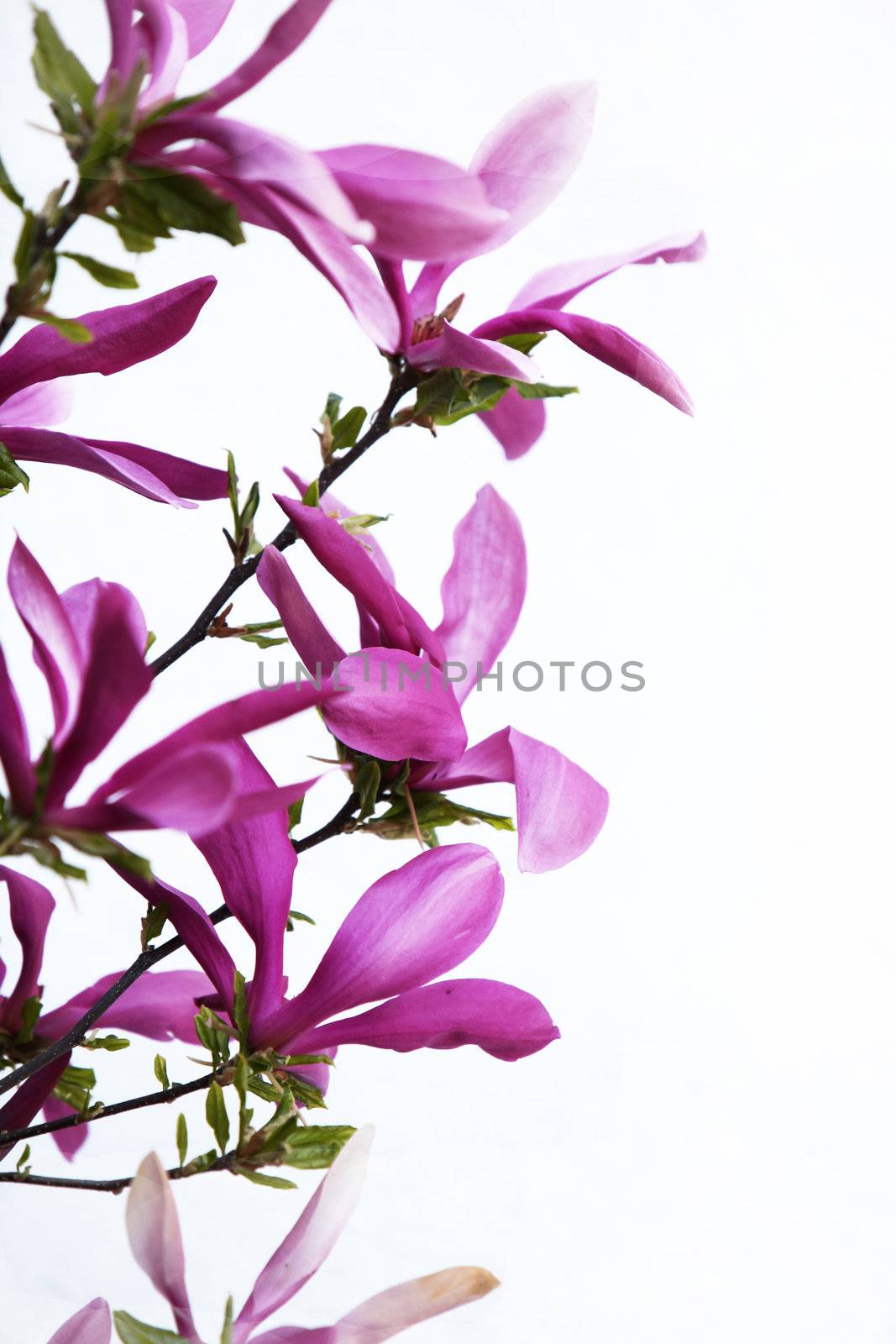 Summer flowers against a bright background