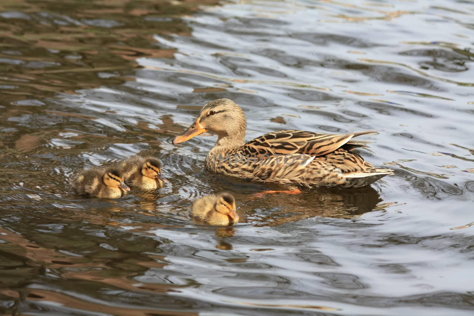 A mother duck and three small ducklings