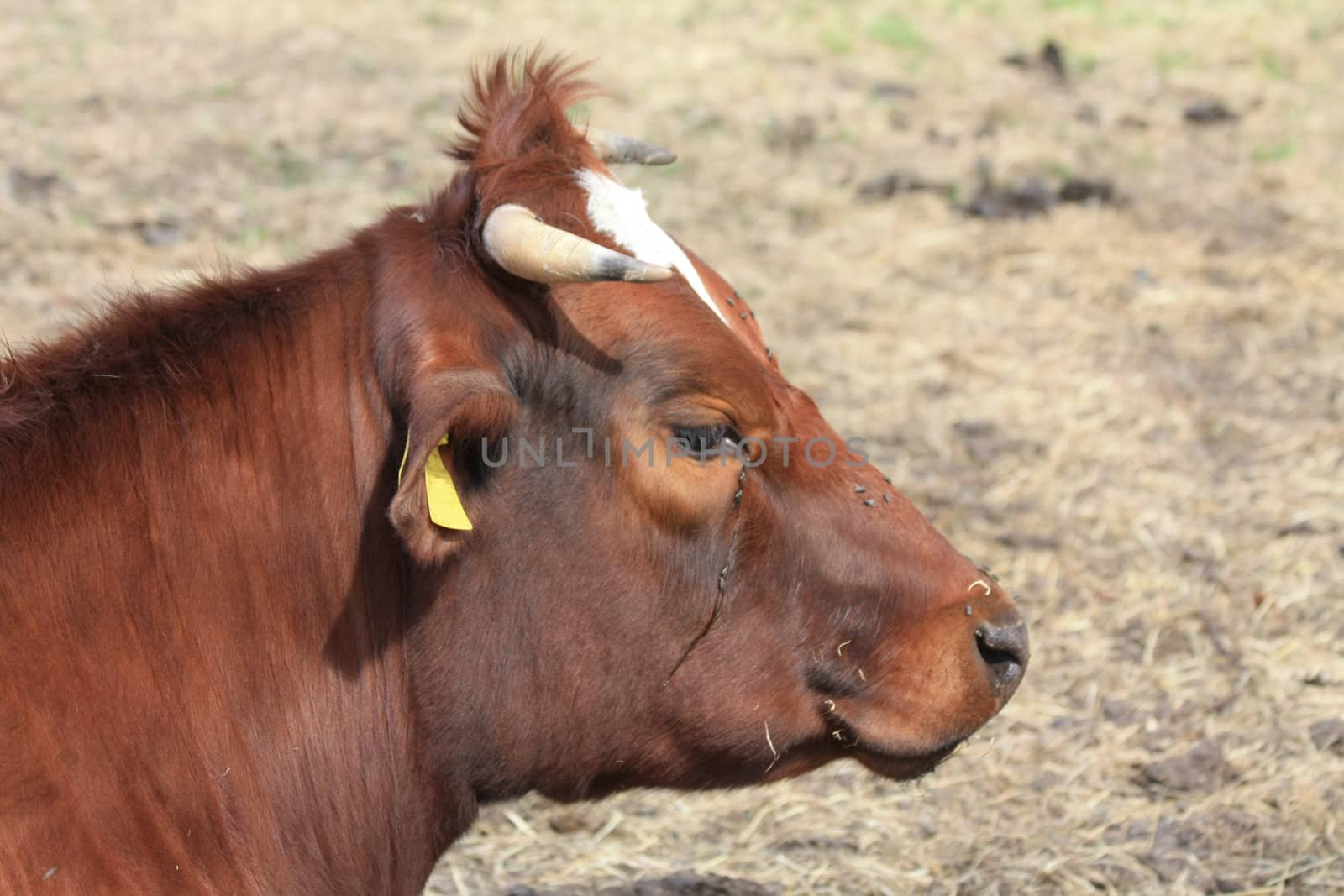 A brown cow with flies on head