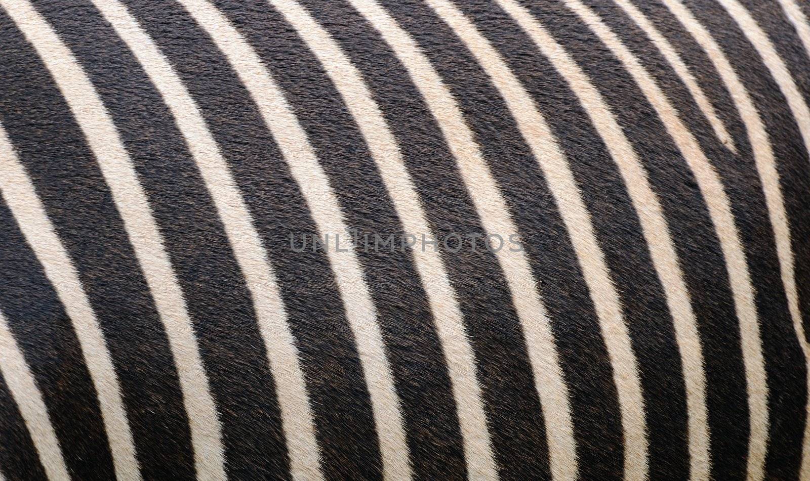 Zebra skin