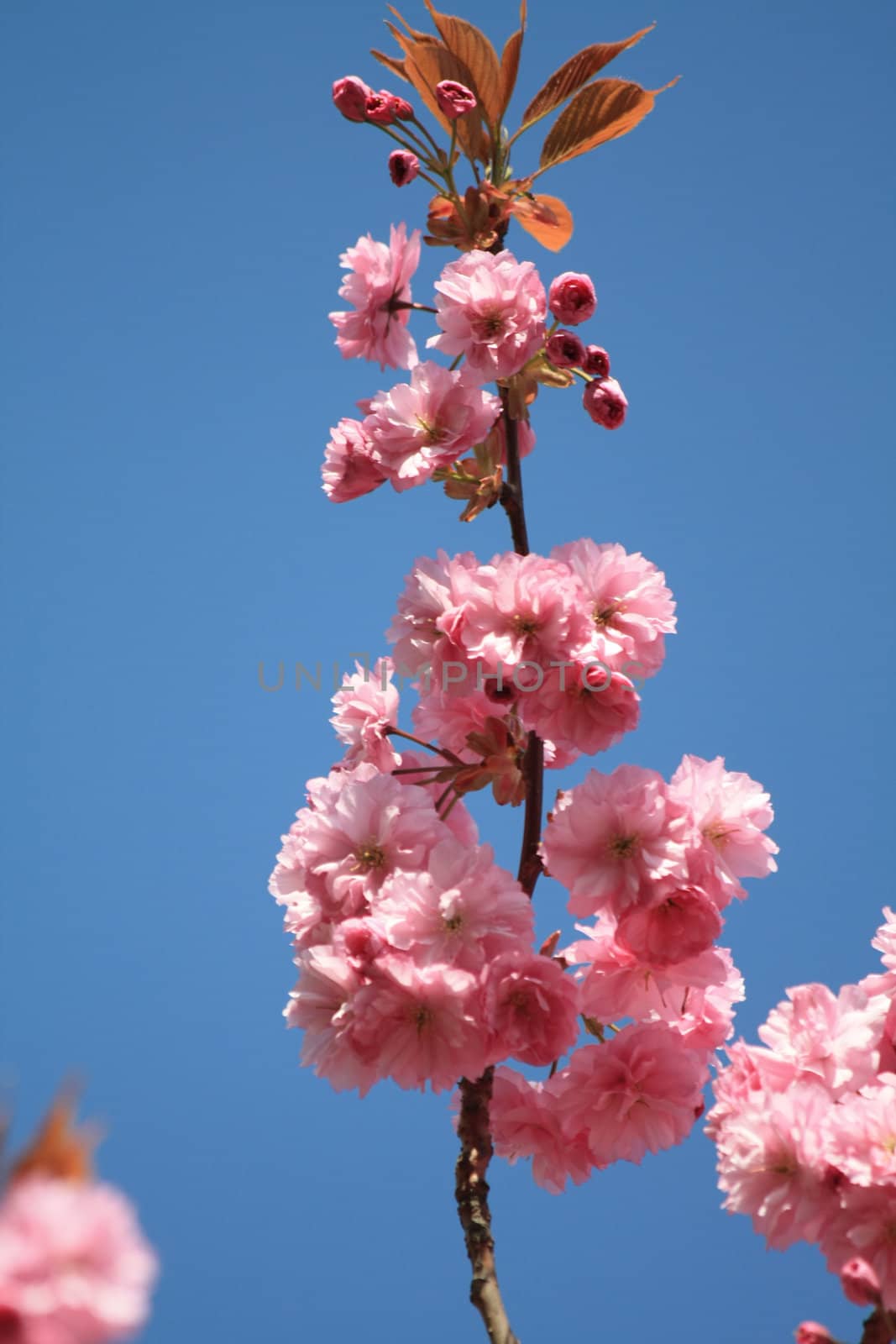 A branch with pink blossom and a clear blue sky