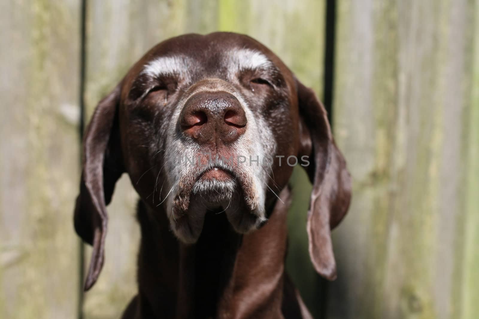 A senior female shorthaired pointer in the sun