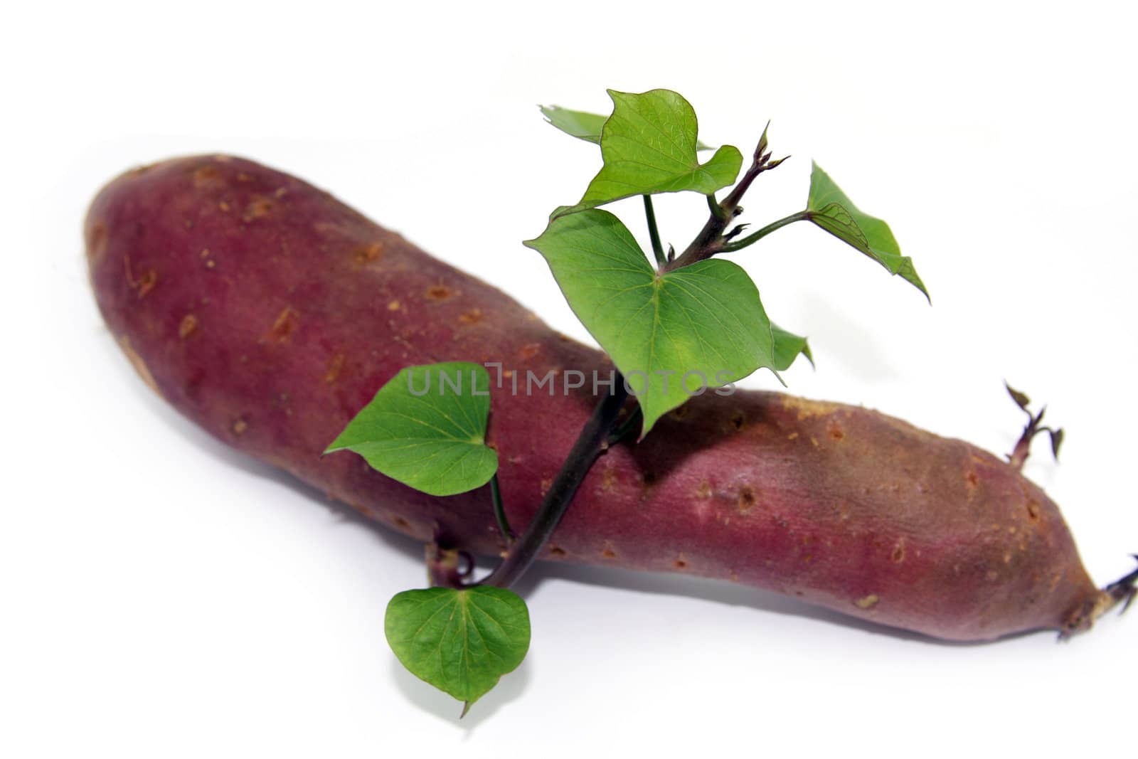 Sweet potato with sprout