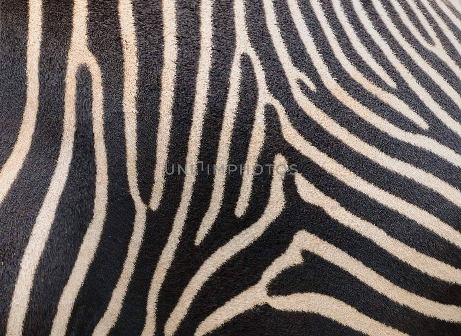 Zebra skin