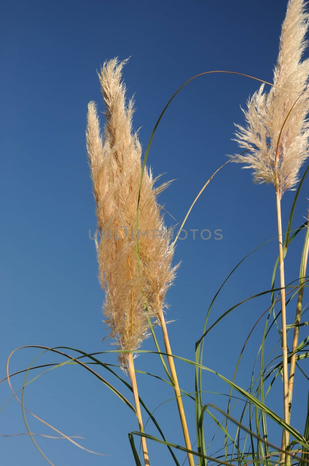 Cattails