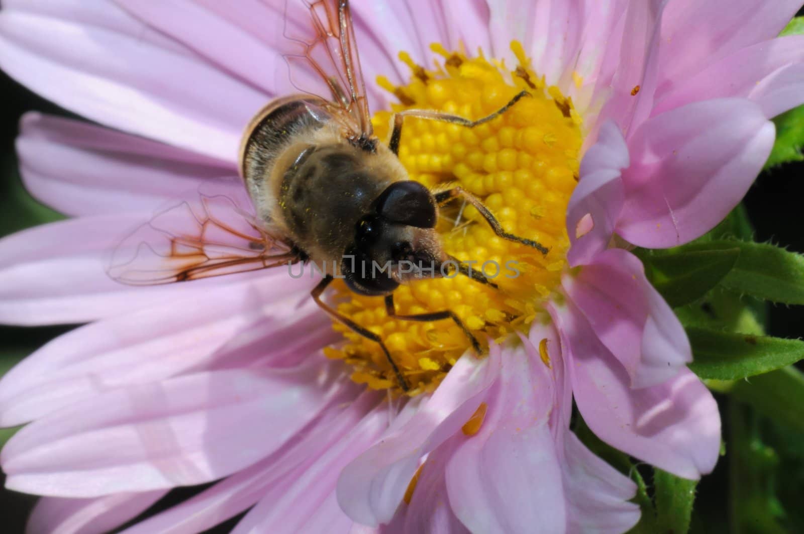 Bee