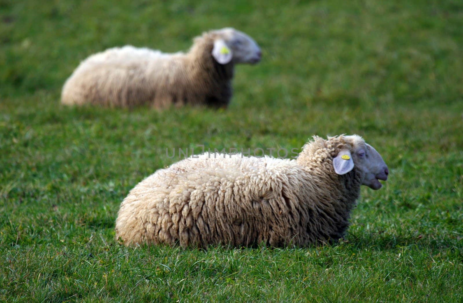 Two white sheep on a green grass. One copy of another